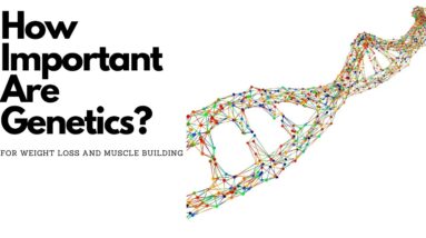 How important are genetics for weight loss and gaining muscle? (from the average joe's perspective)