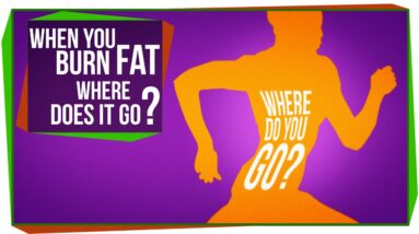 When You Burn Fat, Where Does it Go?