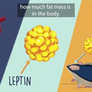 The Genetic Basis of Obesity
