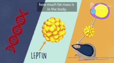 The Genetic Basis of Obesity