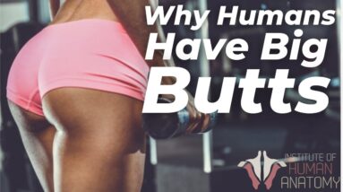 Why Humans Have Big Butts | Gluteal Anatomy