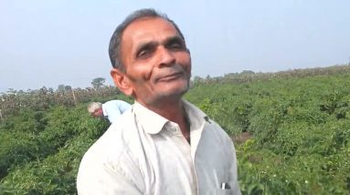 Organic Green Chili Farming | Biofit Result | Netsurf | Vadar(Bhavnagar)
